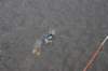 dsc02932_small.jpg